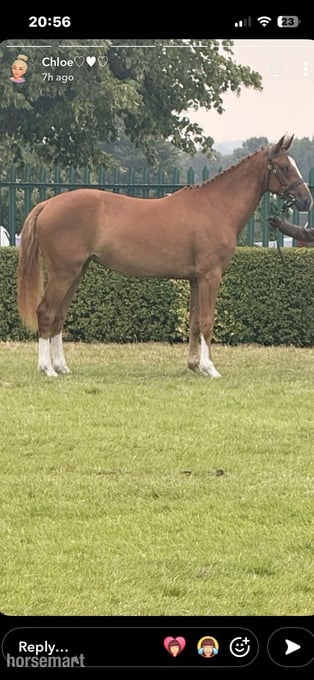 "Stevans Lola" Chestnut Filly Dressage Horse