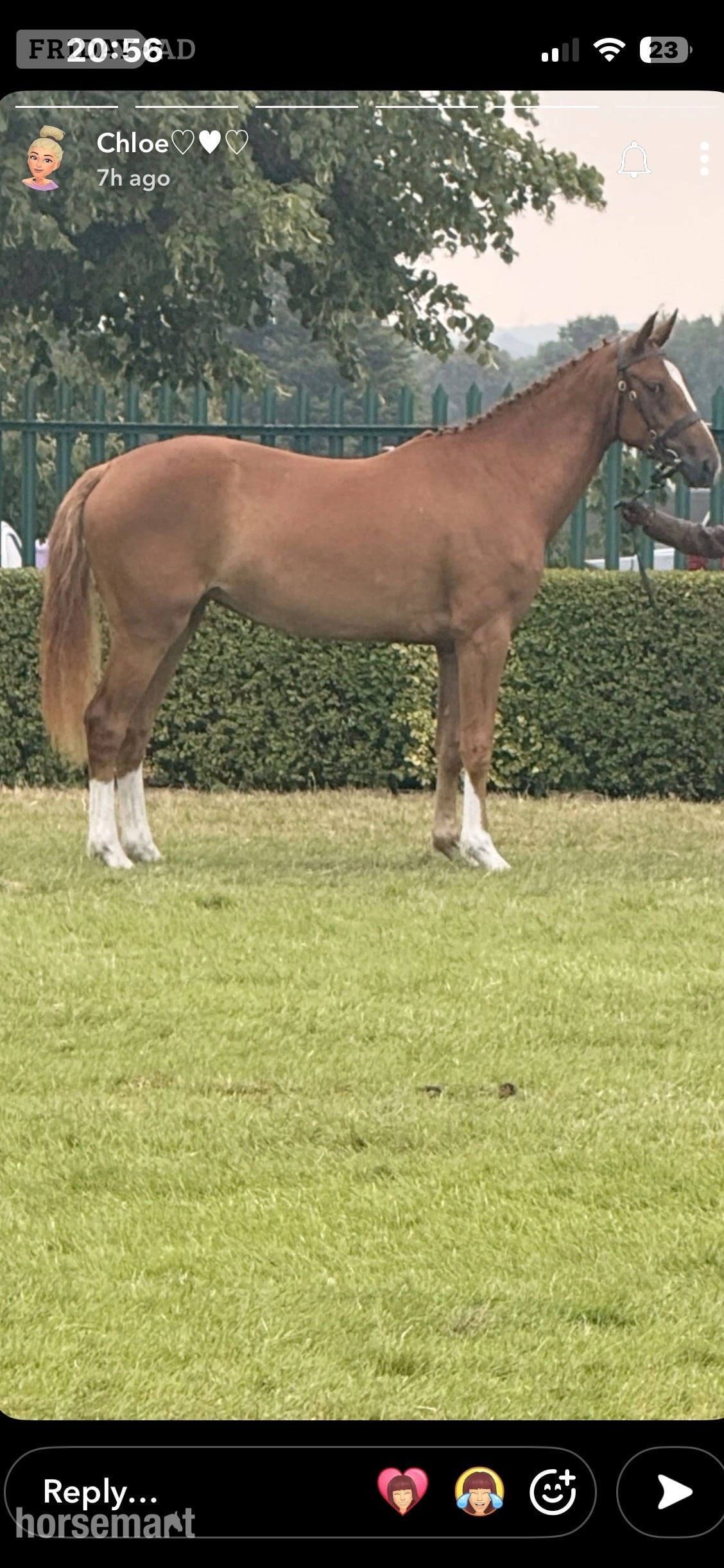 "Stevans Lola" Chestnut Filly Dressage Horse in Wakefield