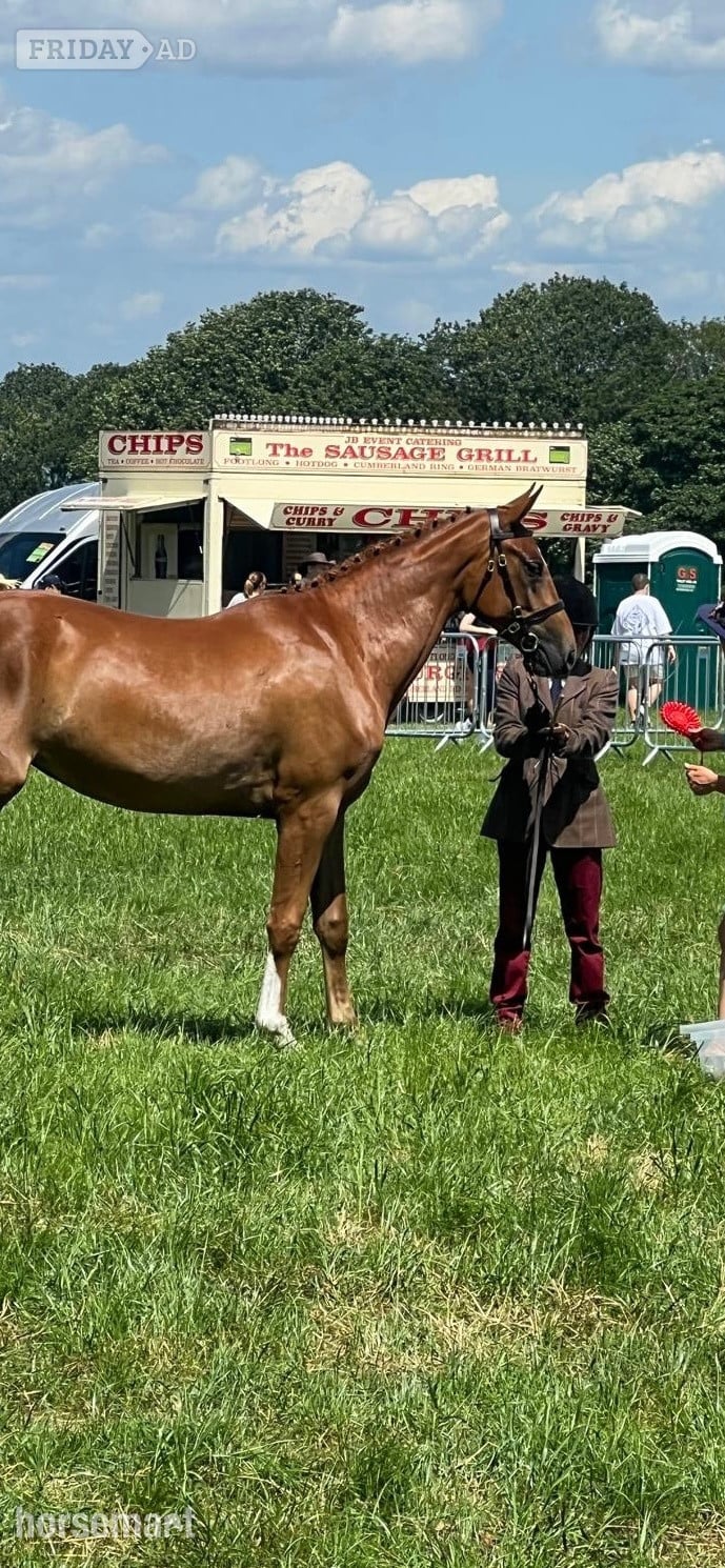 "Stevans Lola" Chestnut Filly Dressage Horse