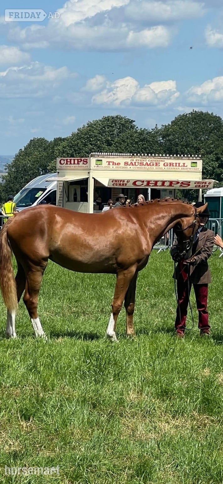 Wakefield "Stevans Lola" Chestnut Filly Dressage Horse
