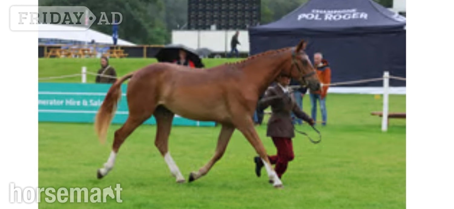 "Stevans Lola" Chestnut Filly Dressage Horse - Horses in Wakefield