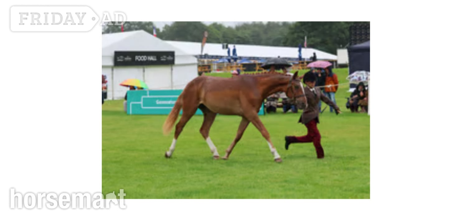 "Stevans Lola" Chestnut Filly Dressage Horse - Horses