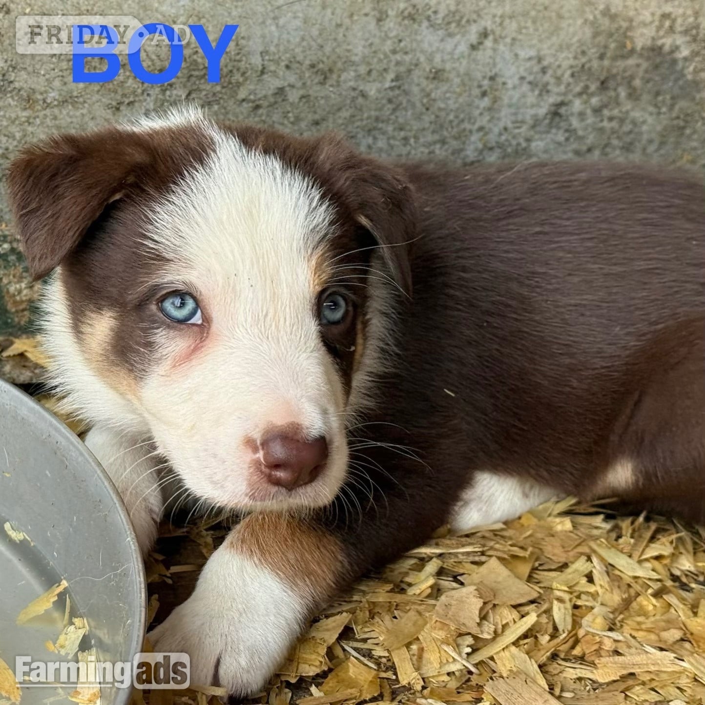 Super red working pups, sought after bloodlines in Gerrards Cross