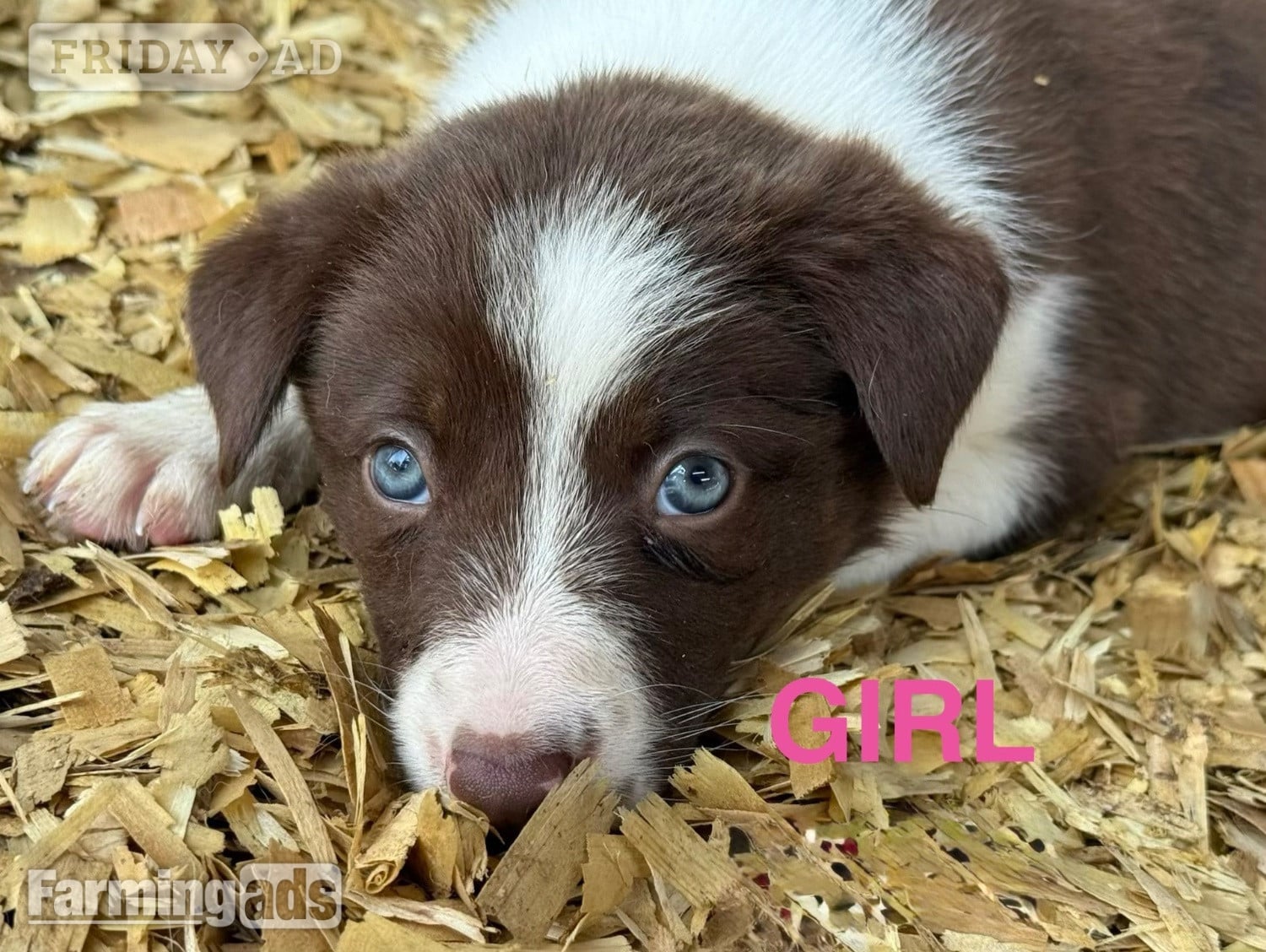 Super red working pups, sought after bloodlines