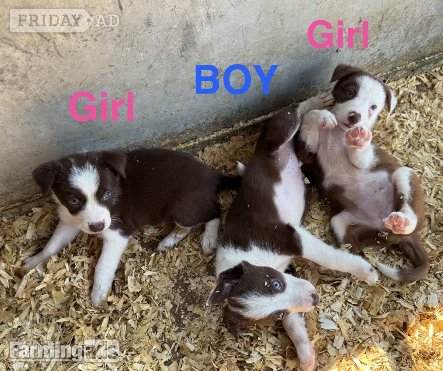 Gerrards Cross Super red working pups, sought after bloodlines