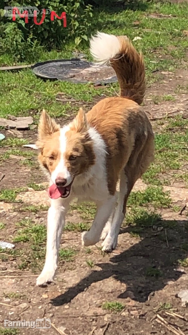 Super red working pups, sought after bloodlines - Dogs & Puppies in Gerrards Cross