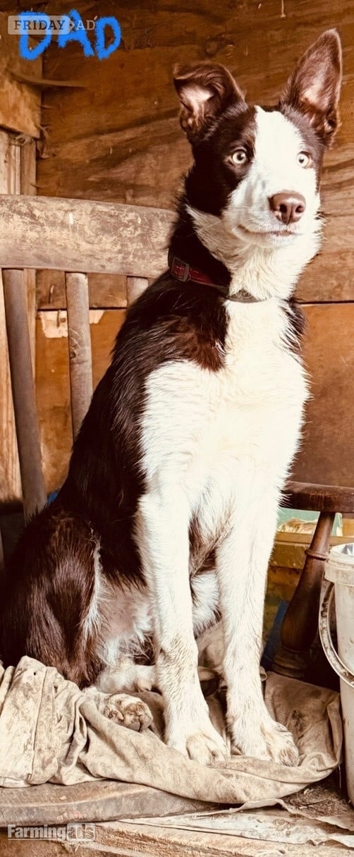 Super red working pups, sought after bloodlines - Dogs & Puppies