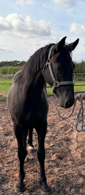 "Mac" Black Gelding Youngstock / Foal