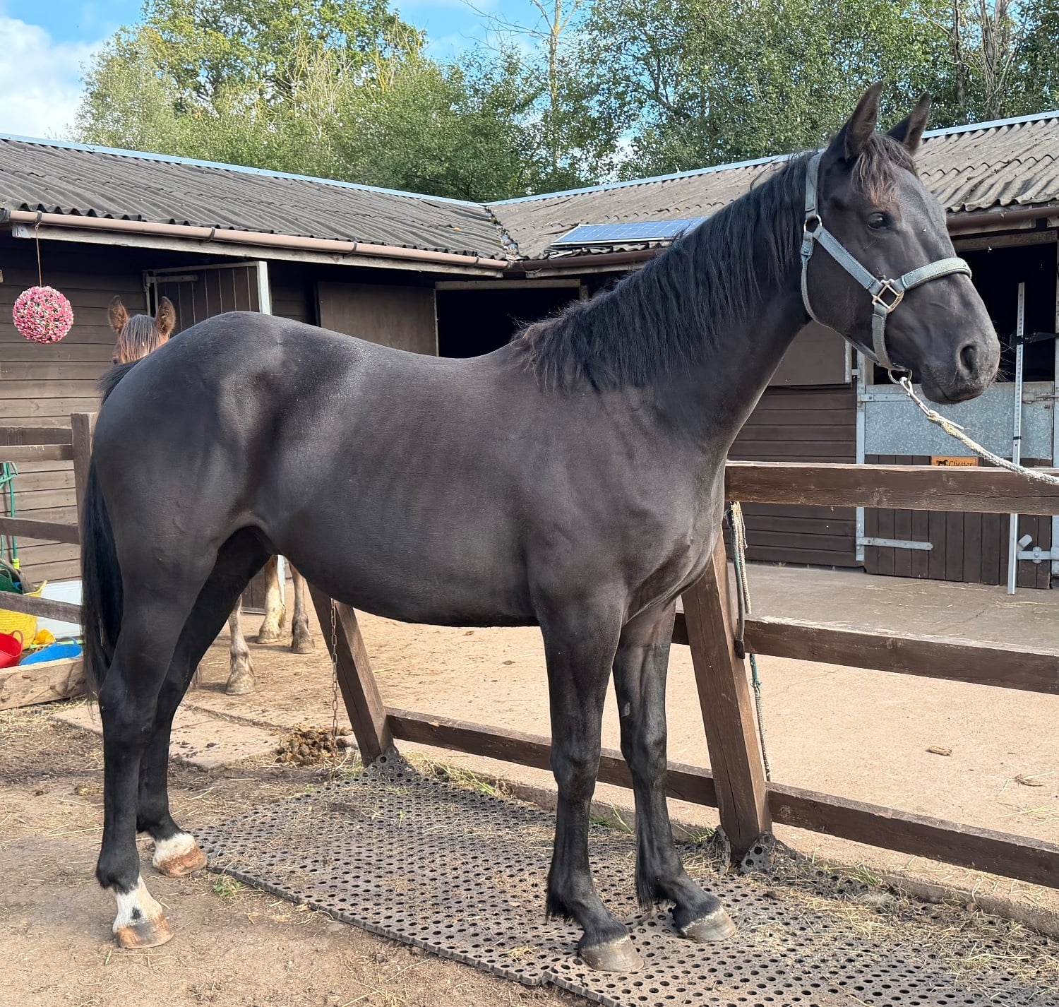 "Mac" Black Gelding Youngstock / Foal