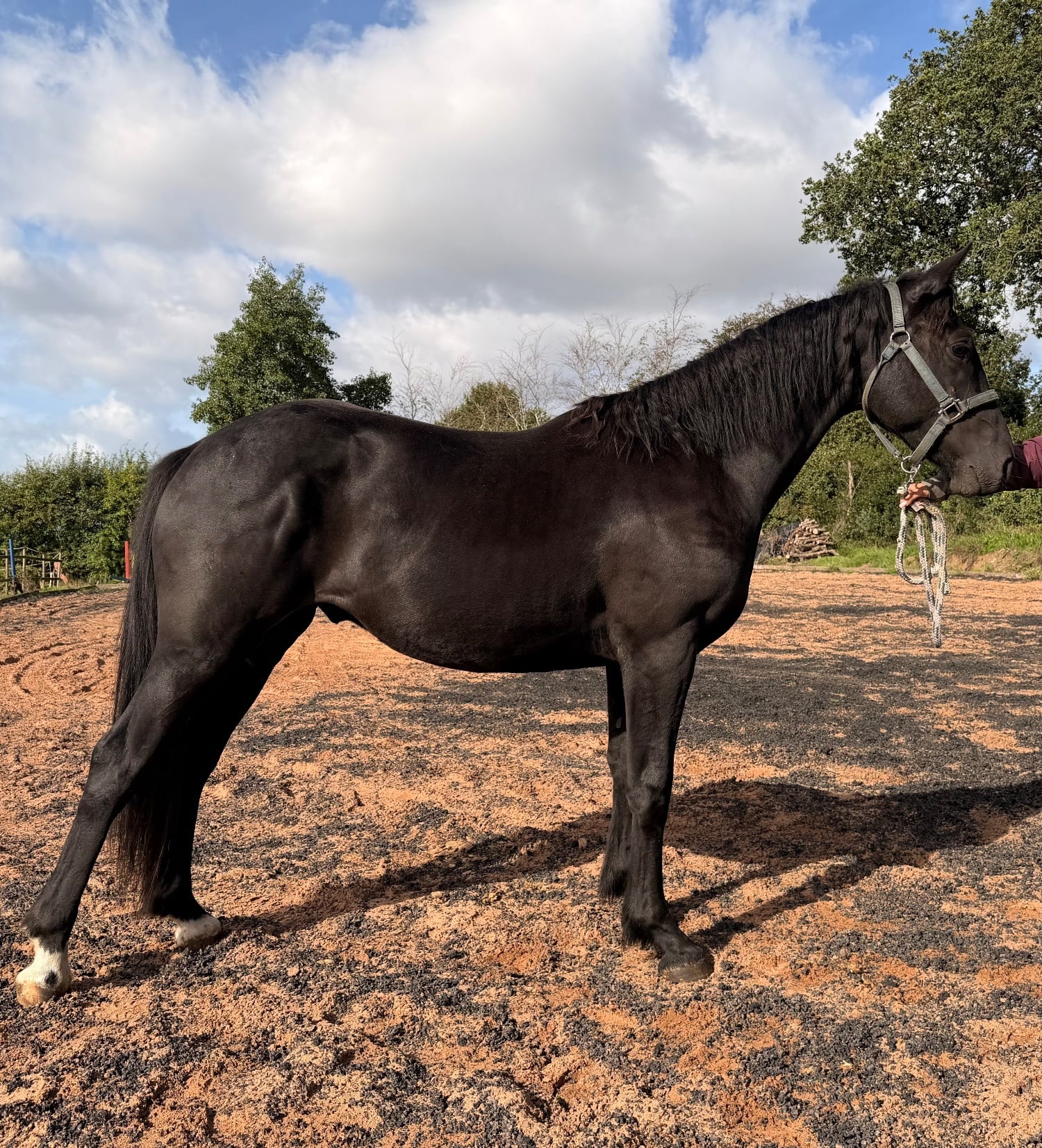 Wolverhampton "Mac" Black Gelding Youngstock / Foal