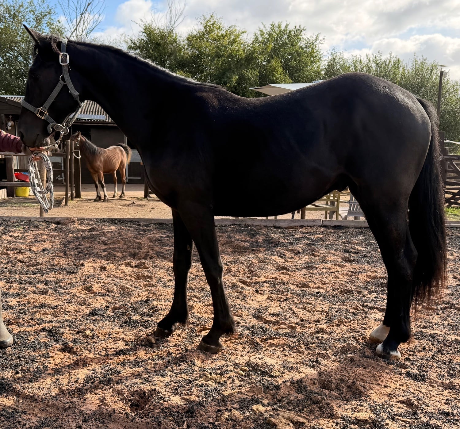 "Mac" Black Gelding Youngstock / Foal - Horses in Wolverhampton