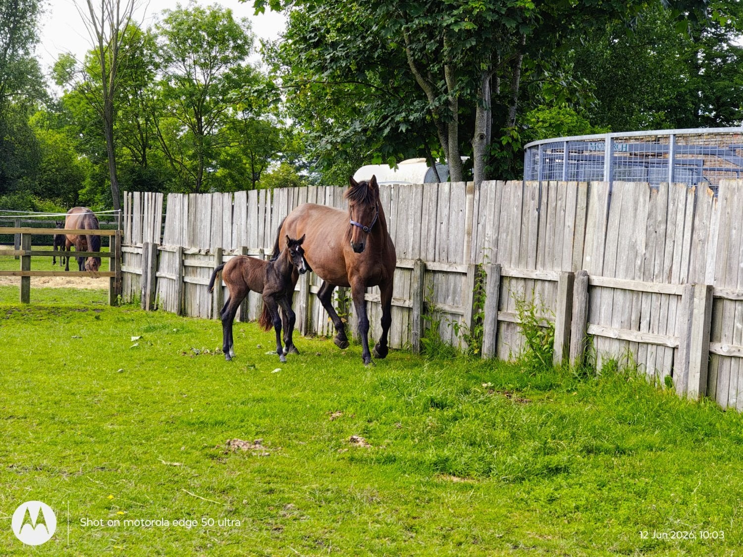 "Jess" Bay Mare Broodmare