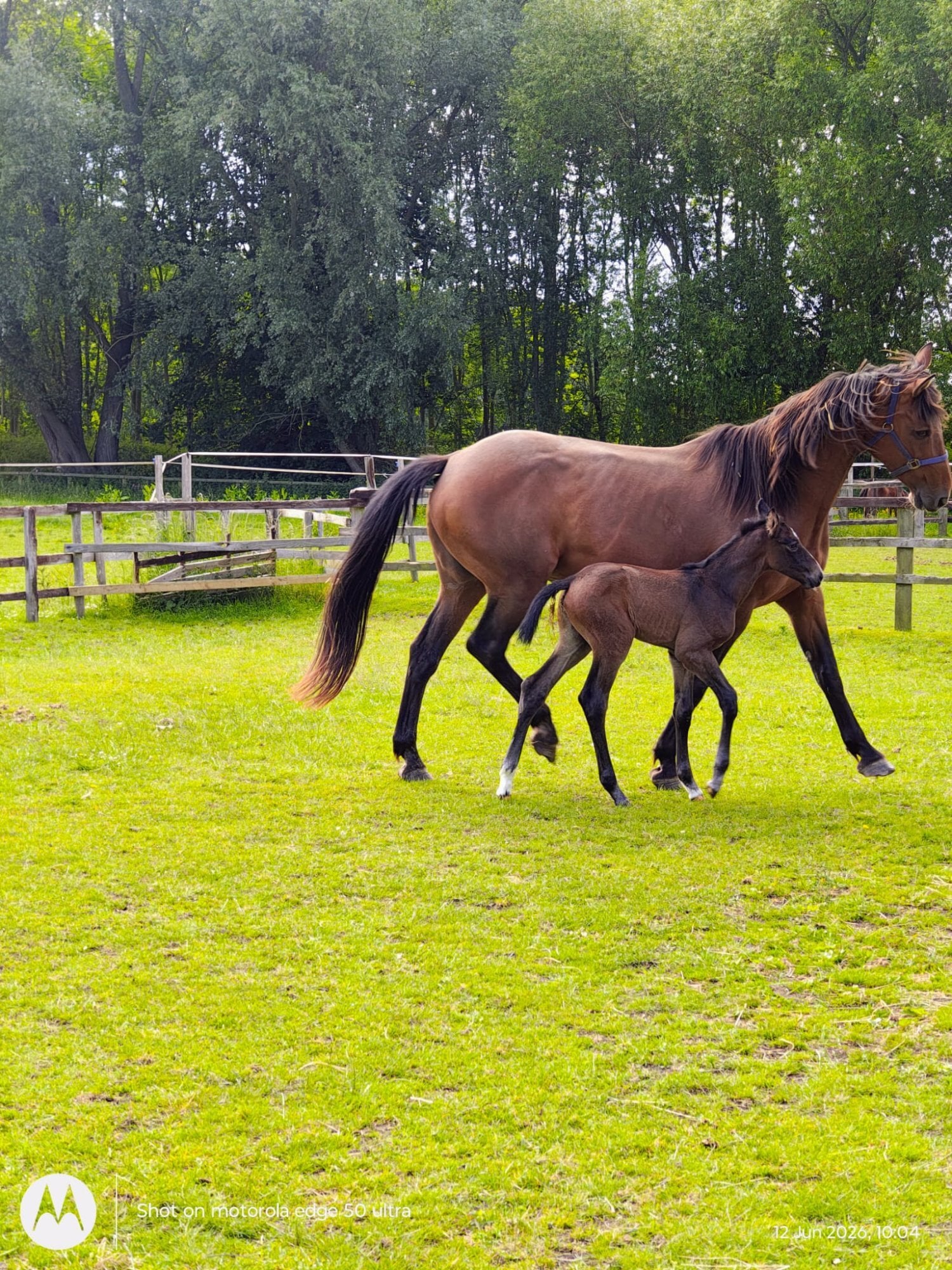 Barnsley "Jess" Bay Mare Broodmare