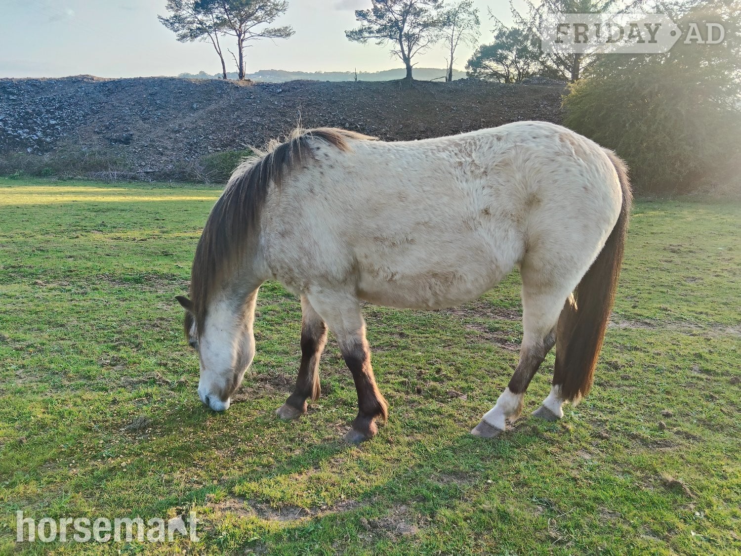 "Olwen" Spotted Filly Youngstock / Foal