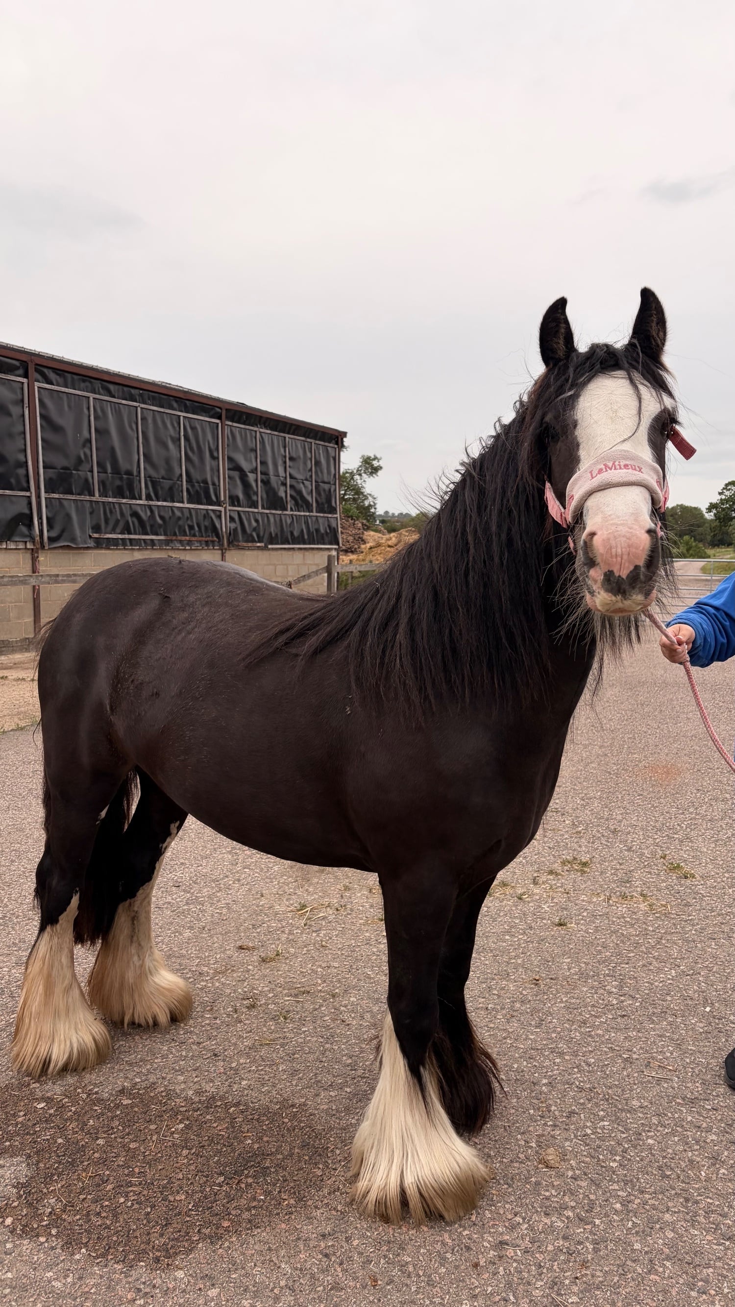 Chelmsford "Polly" Black Mare Cob/Heavy Horse