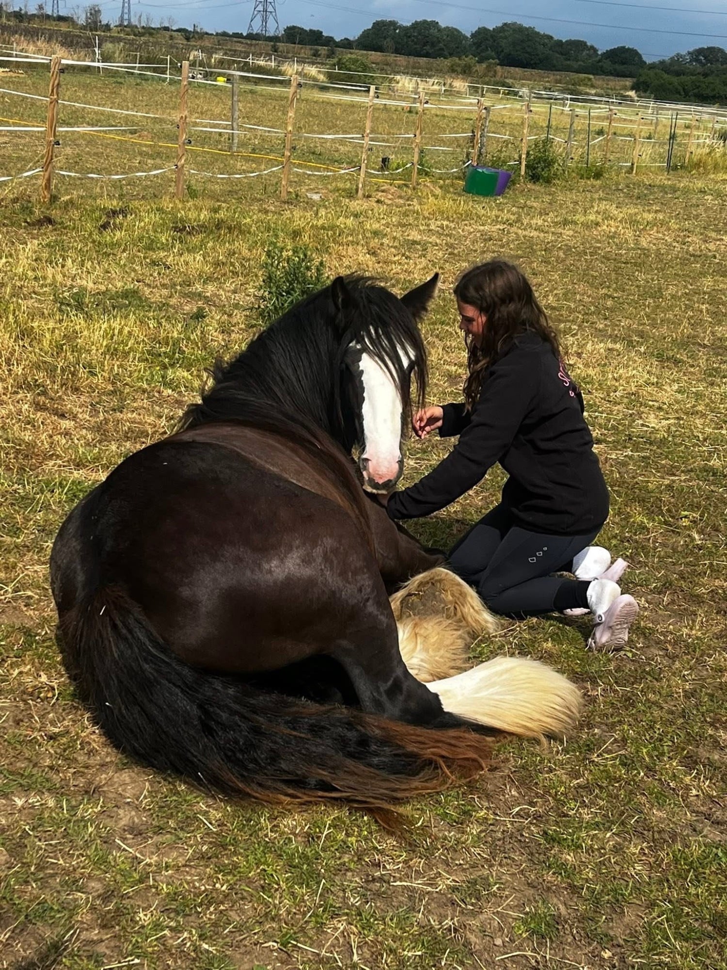 "Polly" Black Mare Cob/Heavy Horse - Horses in Chelmsford