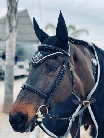 "Riverfield legend " Dark Bay Mare Show Jumper
