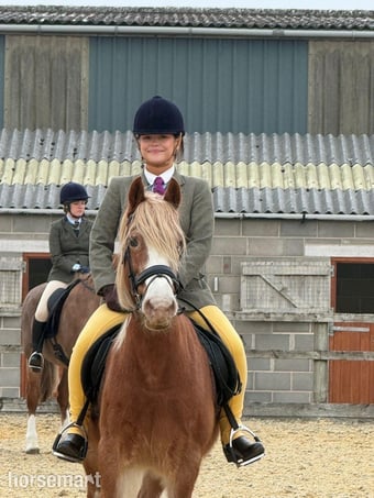 "Cumbria odelle" Chestnut Roan Mare All Rounder