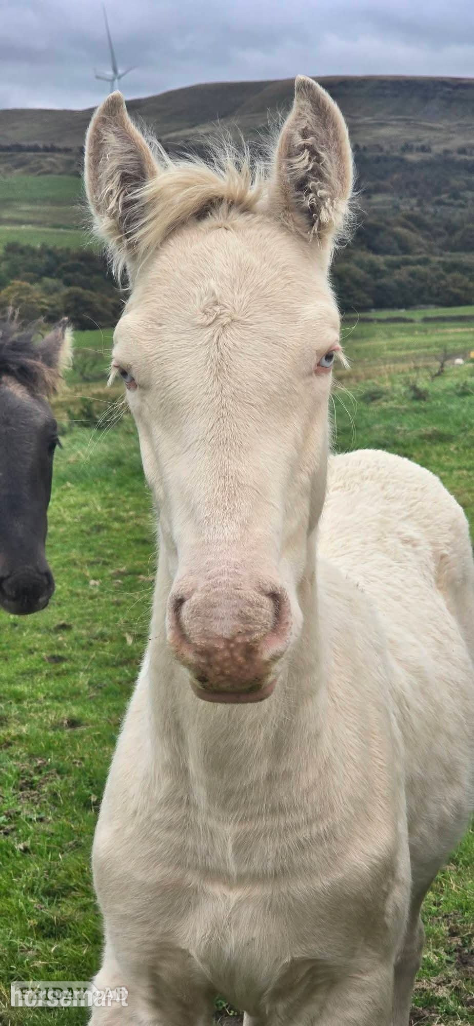 Burnley "Cream" Cremello Colt Youngstock / Foal