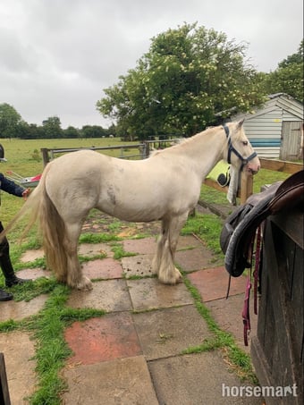 "Juliet" White Mare Cob/Heavy Horse