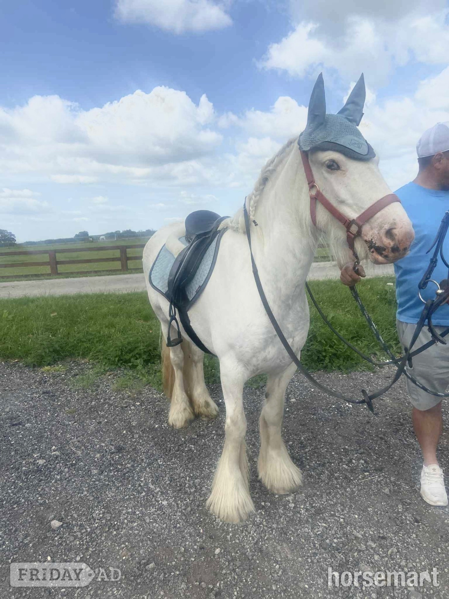 "Juliet" White Mare Cob/Heavy Horse - Horses in Anlaby