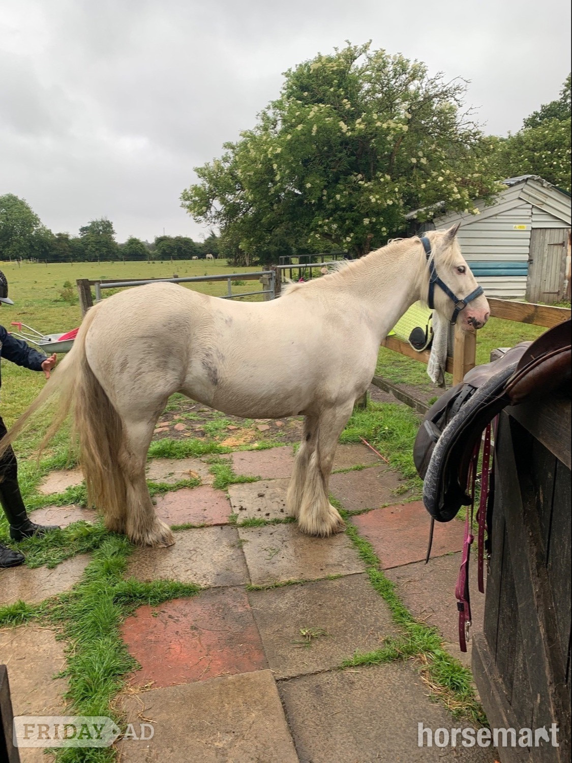 "Juliet" White Mare Cob/Heavy Horse in Anlaby