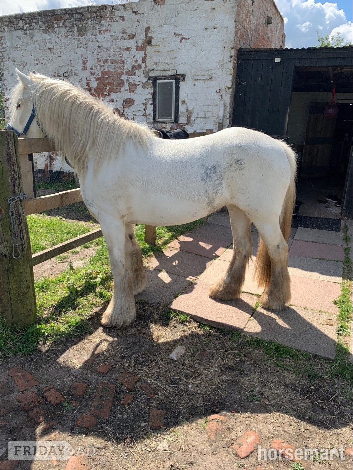 "Juliet" White Mare Cob/Heavy Horse