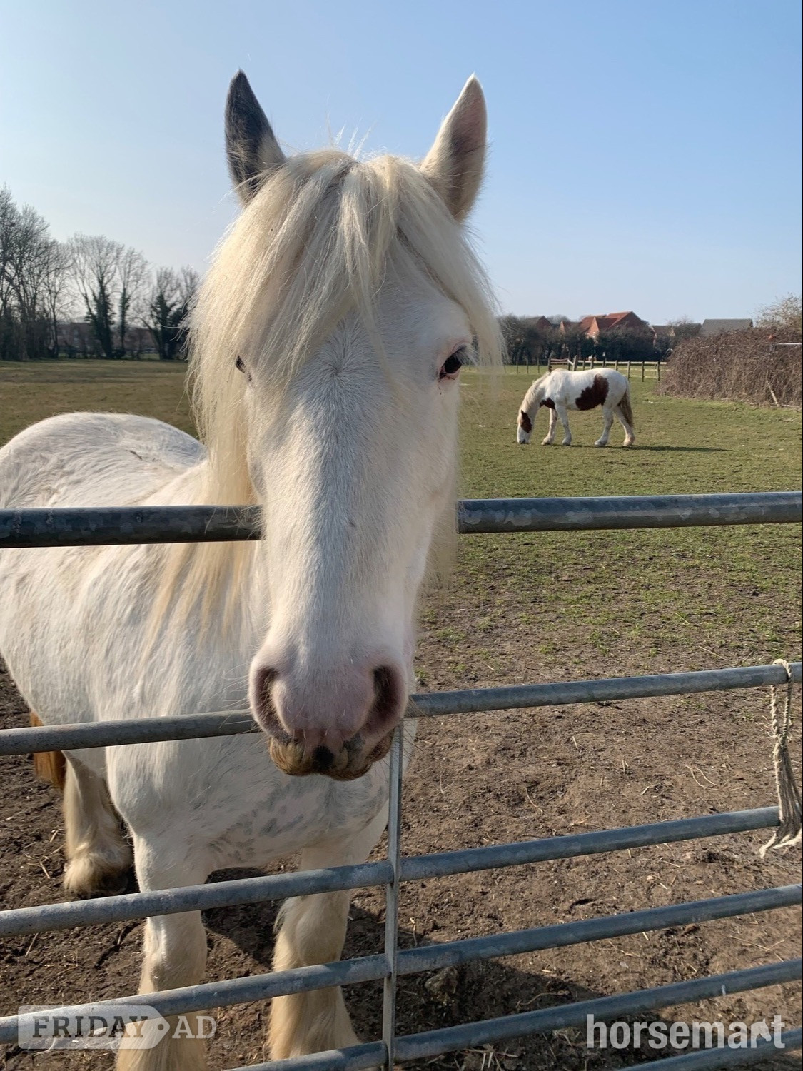 Anlaby "Juliet" White Mare Cob/Heavy Horse
