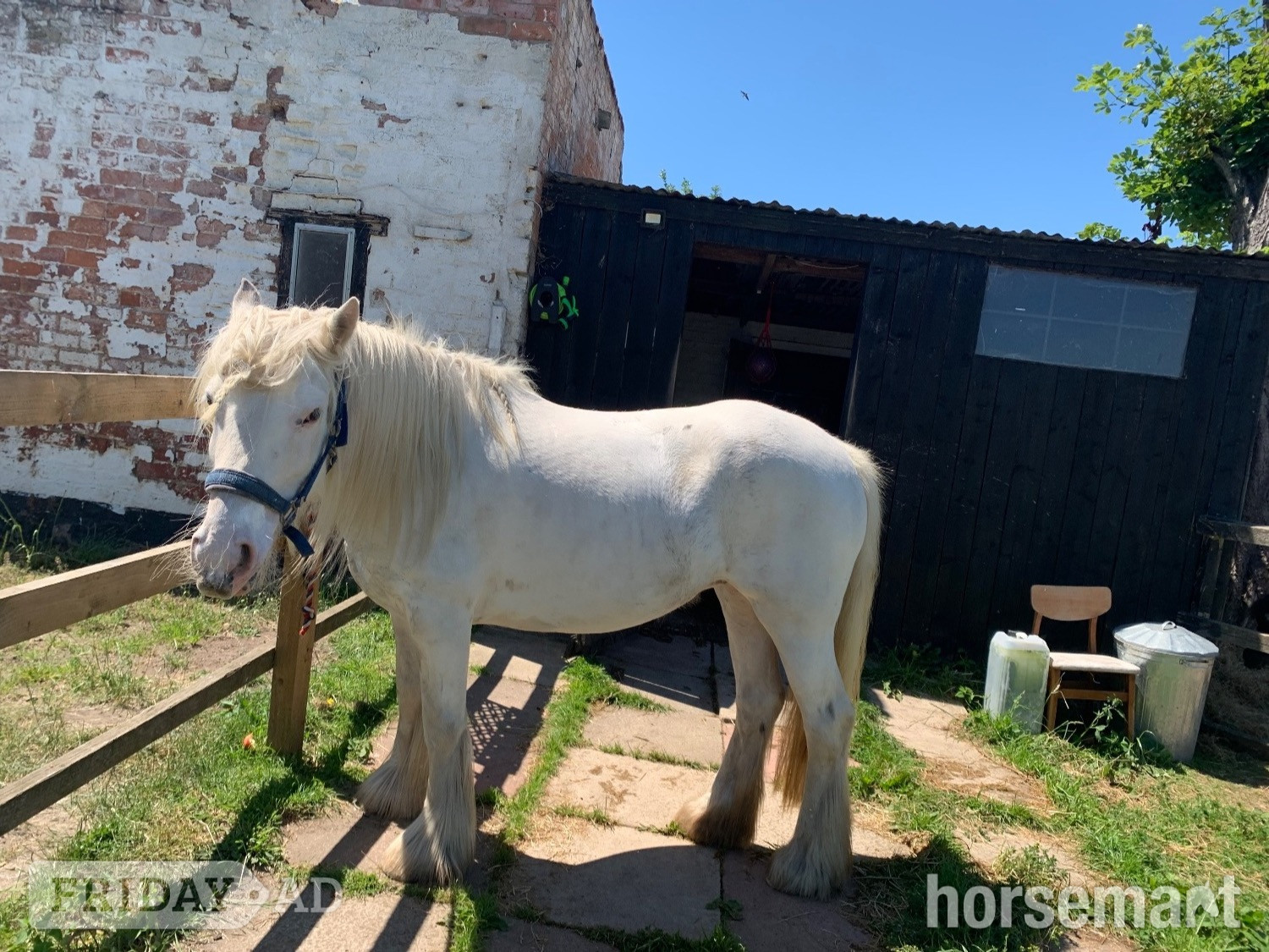 "Juliet" White Mare Cob/Heavy Horse - Horses