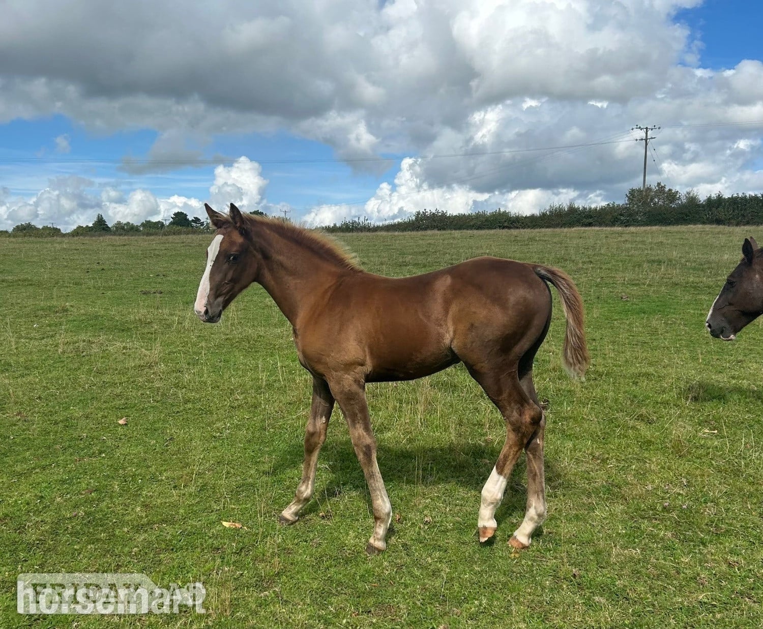 "Jamill"  Colt Youngstock / Foal in Crediton