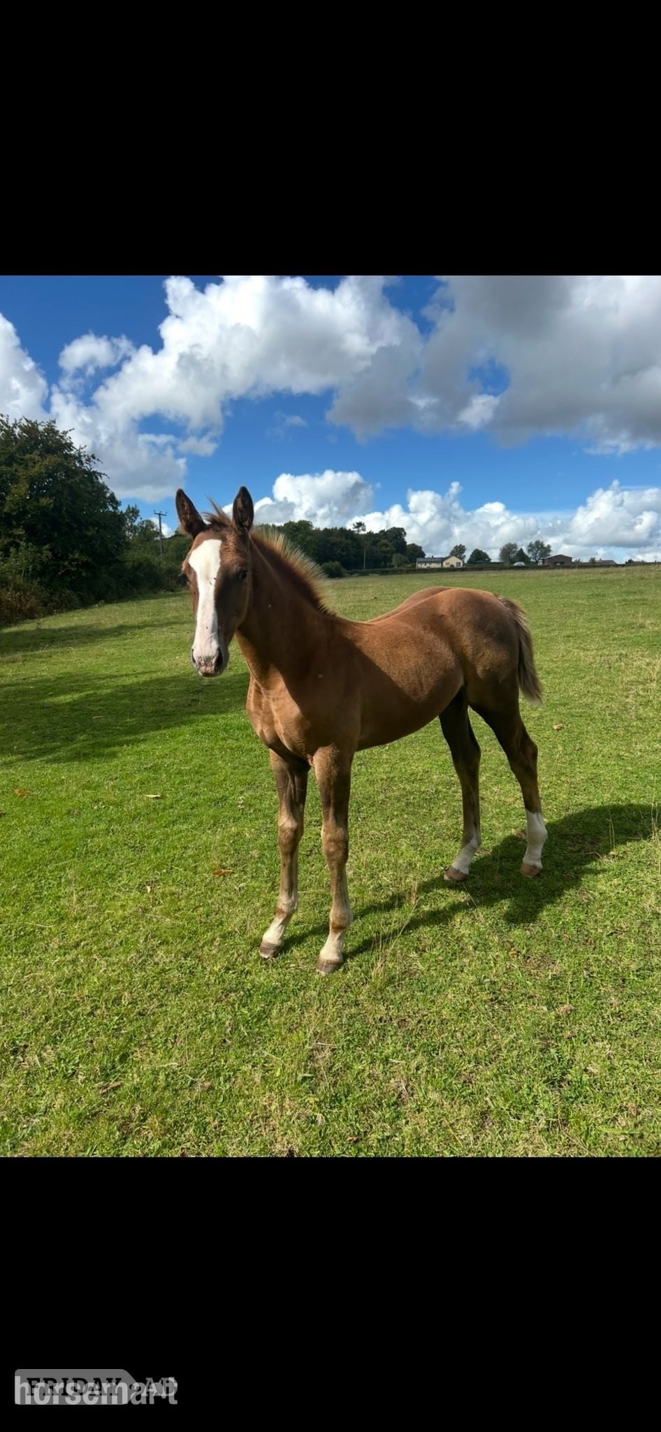 "Jamill"  Colt Youngstock / Foal