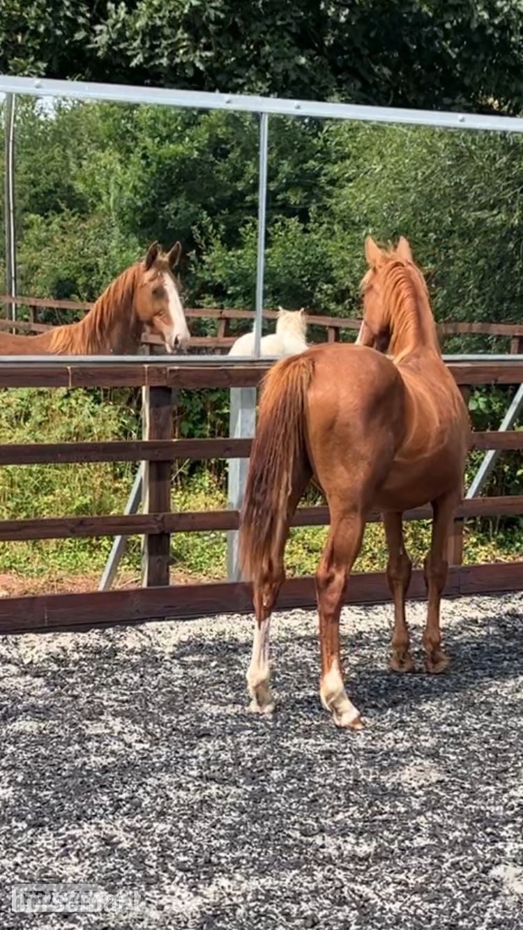 Crediton "Jamill"  Colt Youngstock / Foal