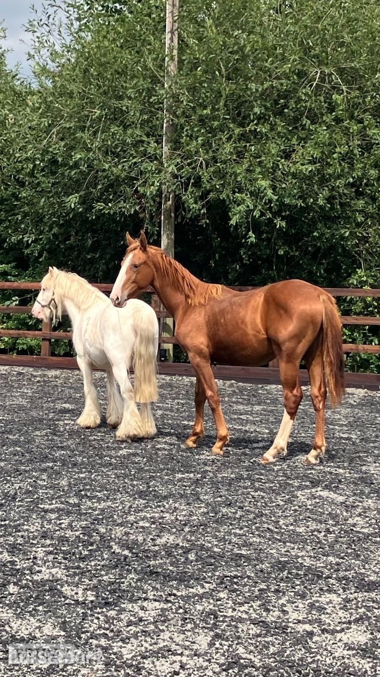 "Jamill"  Colt Youngstock / Foal - Horses in Crediton