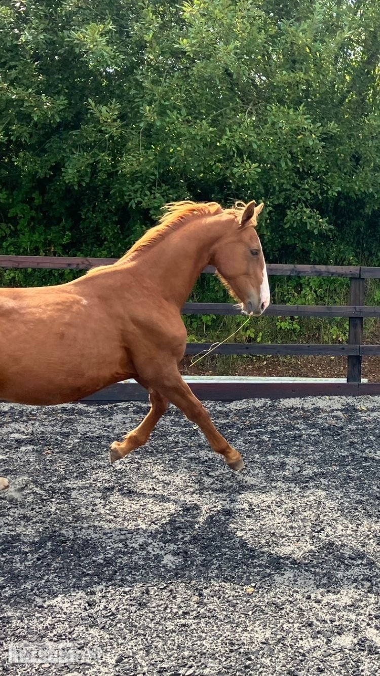 "Jamill"  Colt Youngstock / Foal - Horses