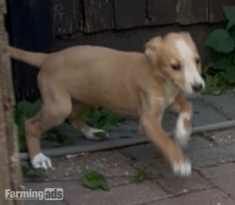 Cracking Lurcher puppies 