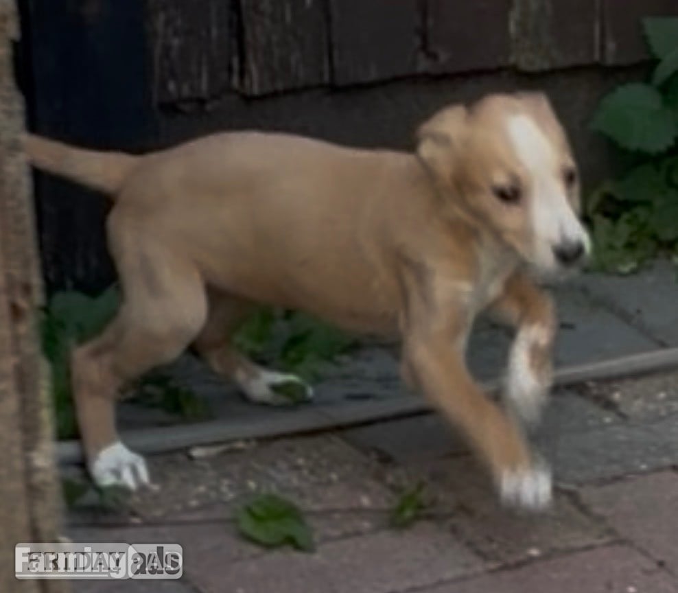Cracking Lurcher puppies  in Horley