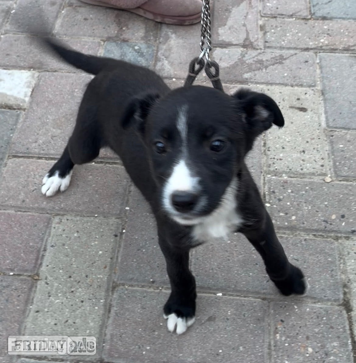 Cracking Lurcher puppies 