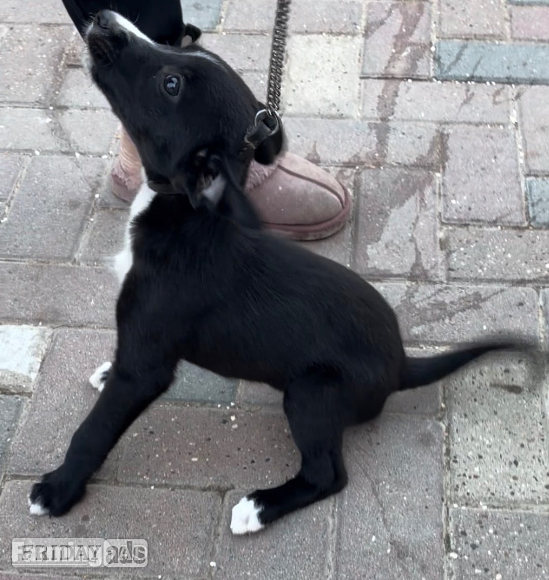Horley Cracking Lurcher puppies 