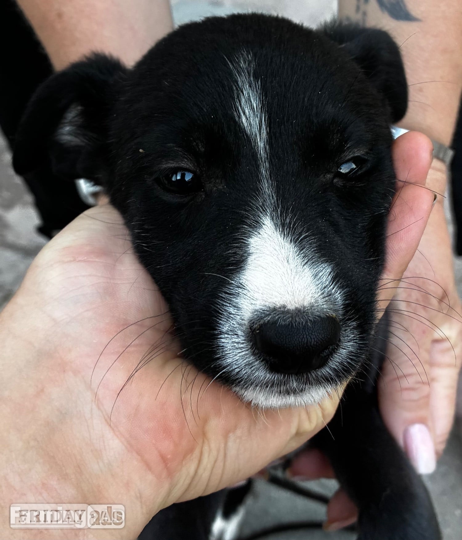 Cracking Lurcher puppies  - Dogs & Puppies in Horley