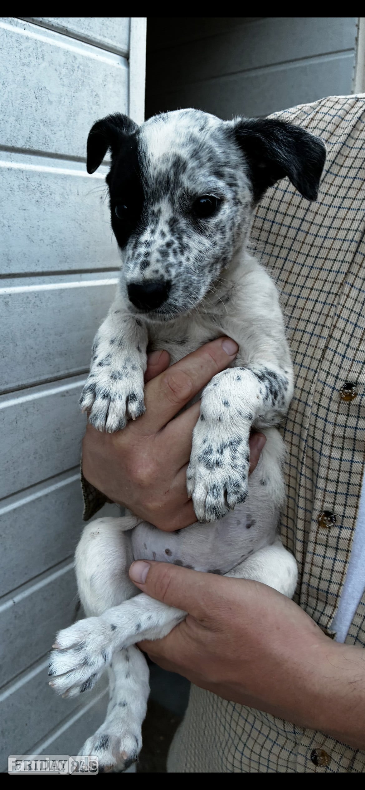 Cracking Lurcher puppies  - Dogs & Puppies