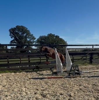 "Torme" Bay Mare Young Sport Horse