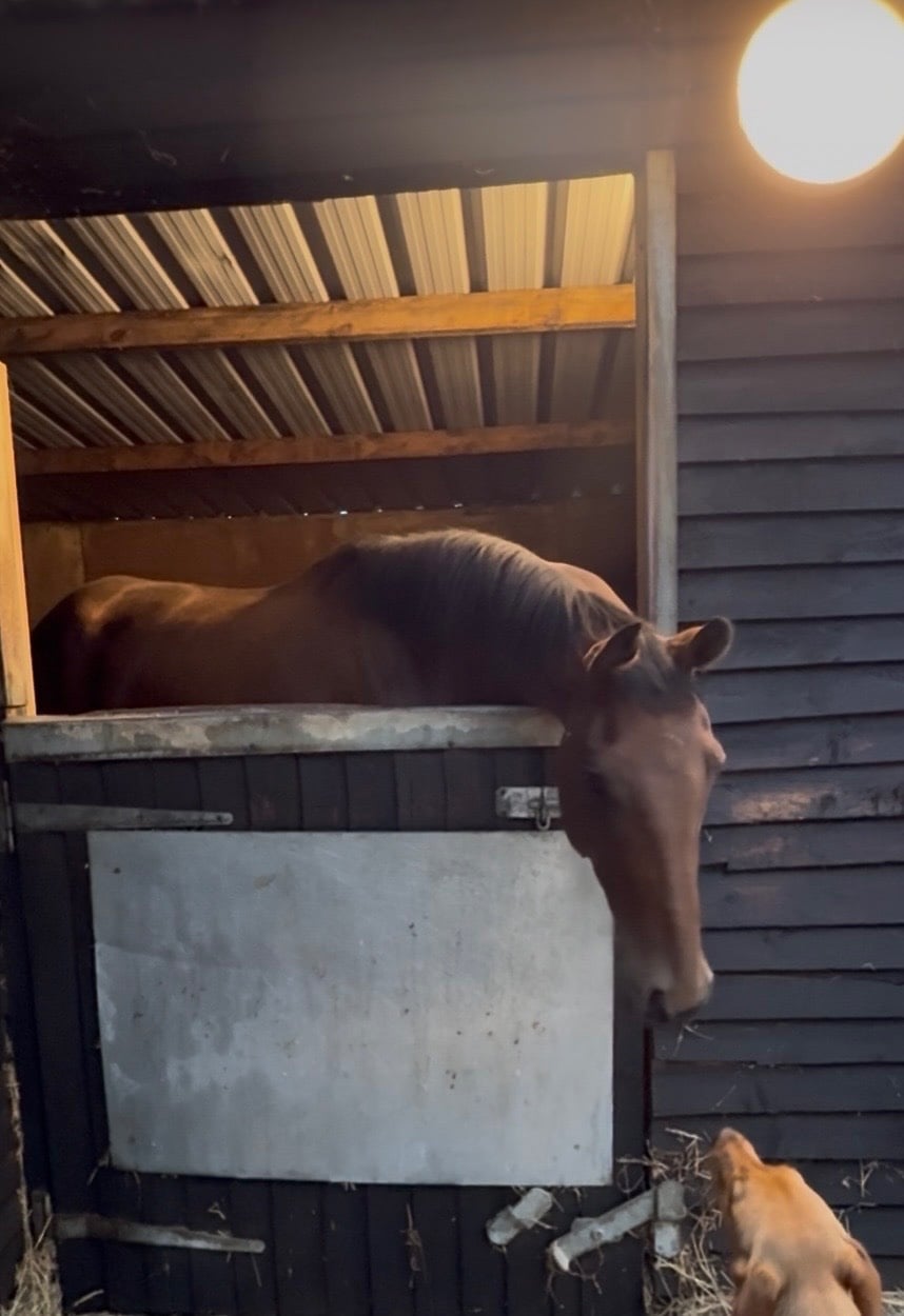 "Torme" Bay Mare Young Sport Horse