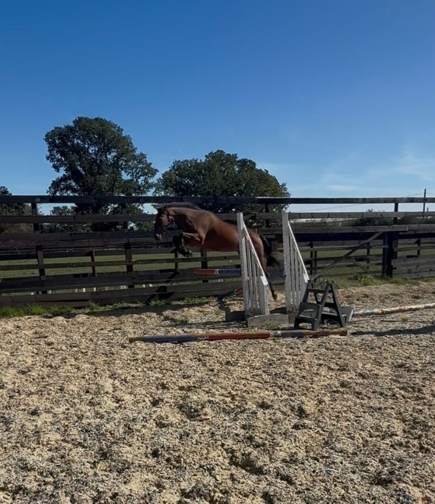 Newbury "Torme" Bay Mare Young Sport Horse