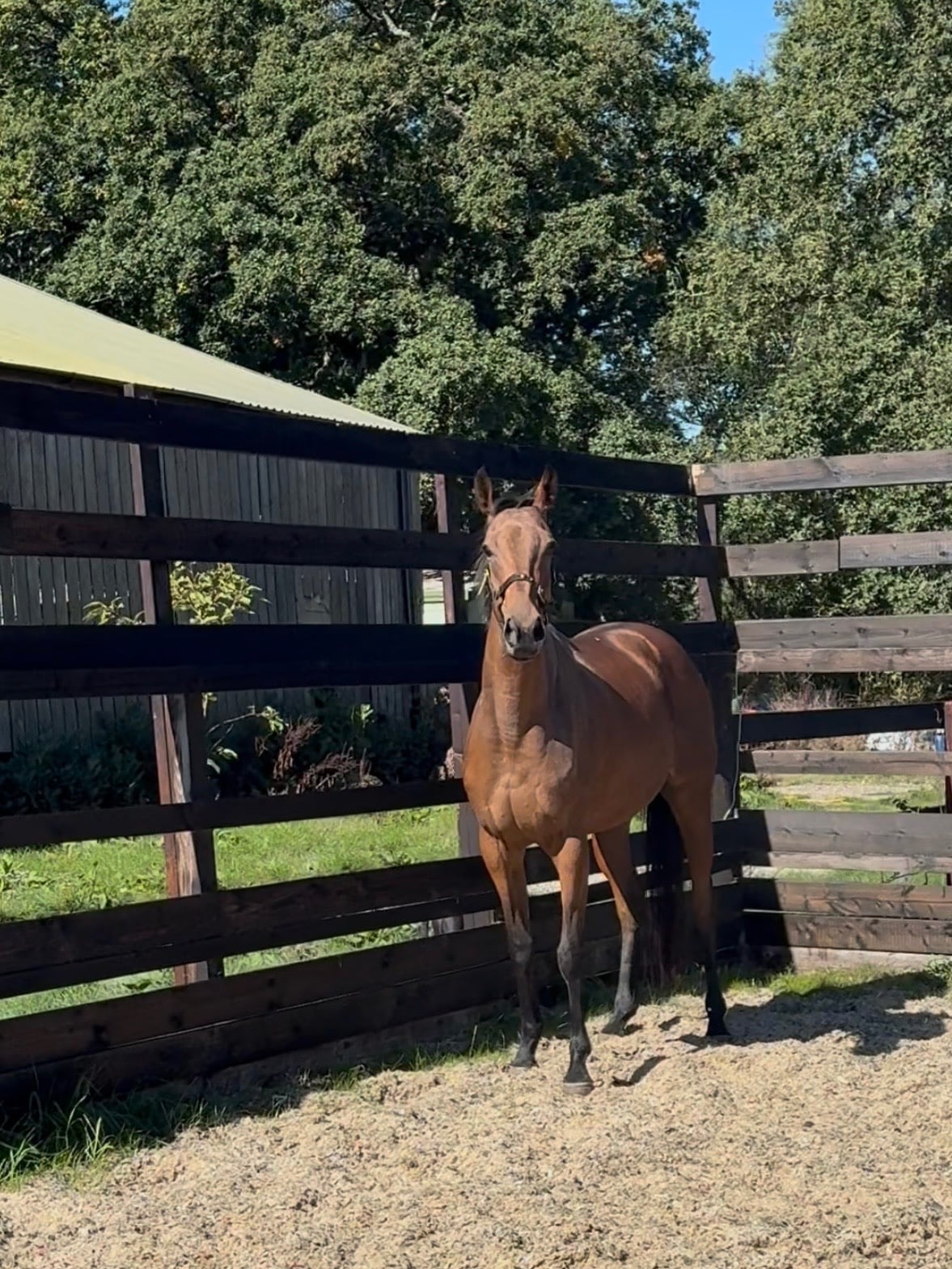 "Torme" Bay Mare Young Sport Horse - Horses in Newbury