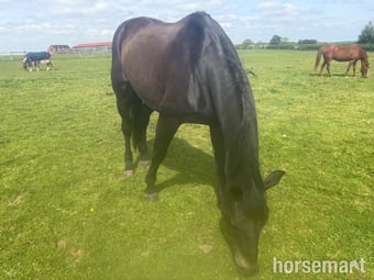 "Carrera " Dark Bay Gelding All Rounder