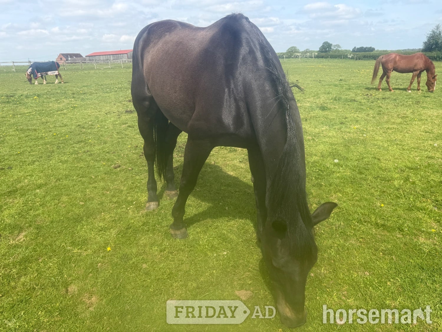 "Carrera " Dark Bay Gelding All Rounder in Stourbridge