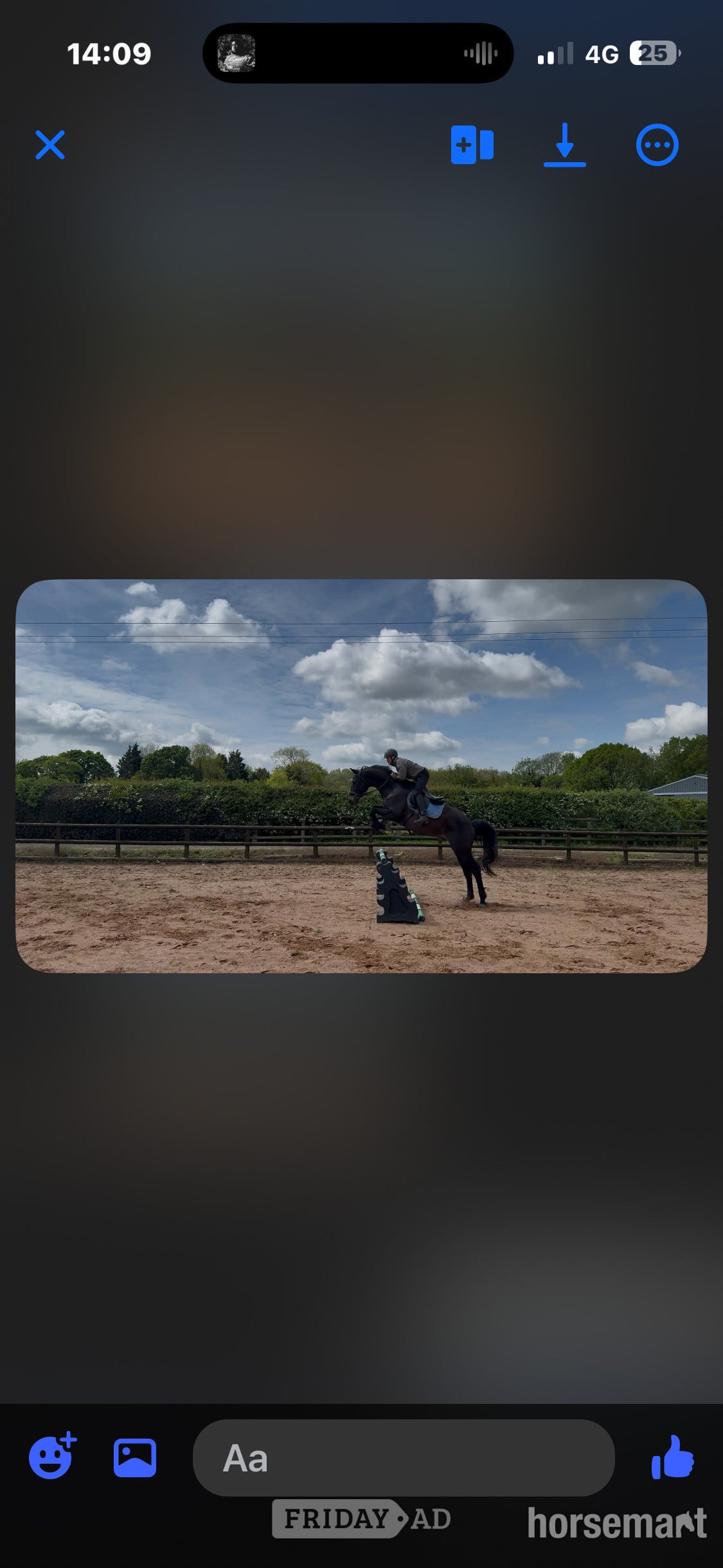"Carrera " Dark Bay Gelding All Rounder