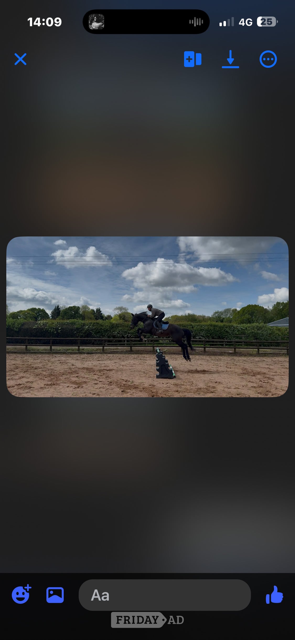 Stourbridge "Carrera " Dark Bay Gelding All Rounder