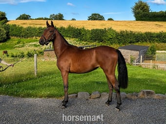 "Smartacus" Bay Filly Show Jumper