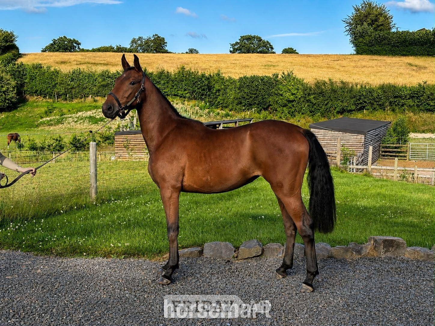 "Smartacus" Bay Filly Show Jumper in Welshpool